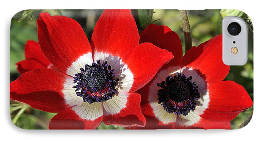 Poppy; Anemone; Crown Anemone; Poppy Anemone; Anemone Coronaria; Red; Flower; Wild; Plant; Spring; Flowers; Photograph; Photography; Springtime; Season; Nature; Natural; Natural Environment; Natural World; Flora; Bloom; Blooming; Blossom; Blossoming; Color; Colour; Colorful; Colourful; Earth; Poppies; Environment; Ecological; Ecology; Country; Landscape; Countryside; Scenery; Macro; Close-up; Detail; Details; Esthetic; Esthetics; Artistic; Beautiful; Beauty; Anemones iPhone 7 Case featuring the photograph Poppy anemones by George Atsametakis