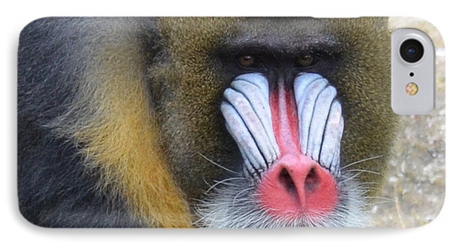 Mandrill iPhone 7 Case featuring the photograph Portrait of a Mandrill by Jim Fitzpatrick