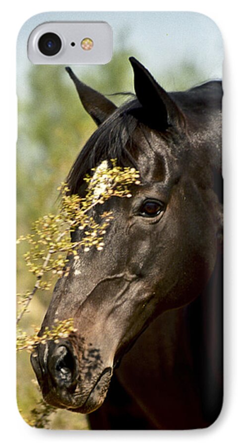 Horse iPhone 7 Case featuring the photograph Portrait of a Thoroughbred by Kathy McClure