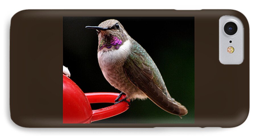 Hummingbird iPhone 7 Case featuring the photograph Pregnant Female Caliope With Purple Throat by Jay Milo
