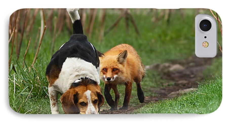 Animals iPhone 7 Case featuring the photograph Probably the World's Worst Hunting Dog by Mircea Costina Photography