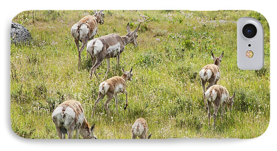 Pronghorn Antelope iPhone 7 Case featuring the photograph Pronghorn Antelope in Lamar Valley by Belinda Greb