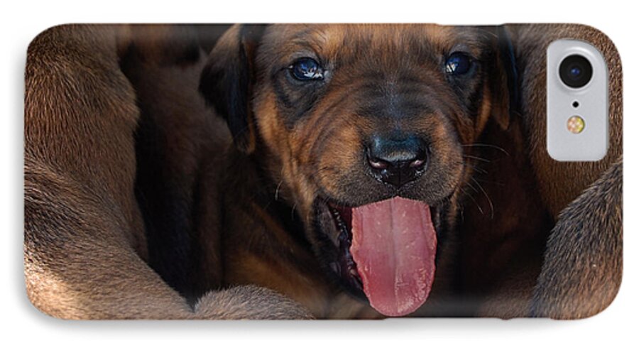Fine Art America Puppy iPhone 7 Case featuring the photograph Puppy by Mim White