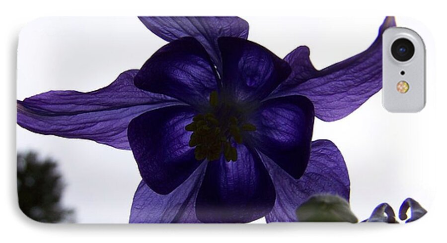 Purple iPhone 7 Case featuring the photograph Purple Columbine by Heather L Wright