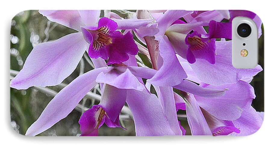Purple Orchid iPhone 7 Case featuring the photograph Purple Orchid Personality by Patricia Greer