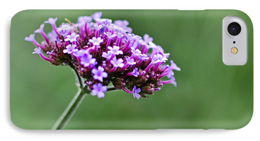 Verbena Bonariensis iPhone 7 Case featuring the photograph Purple Top Flower by Maria Janicki