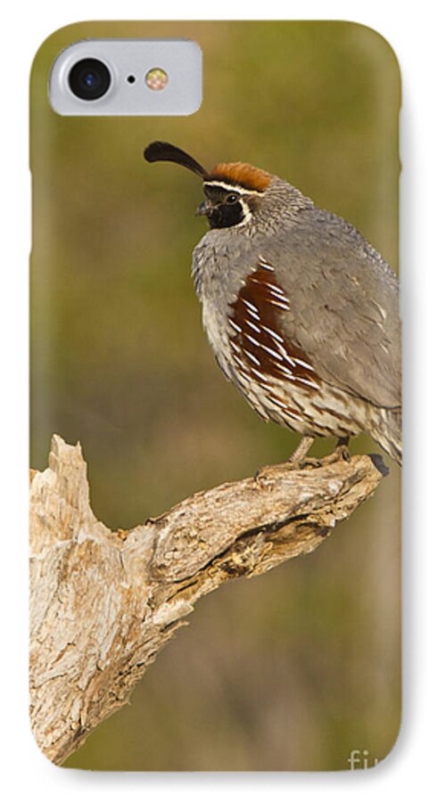 Quail iPhone 7 Case featuring the photograph Quail on a stick by Bryan Keil