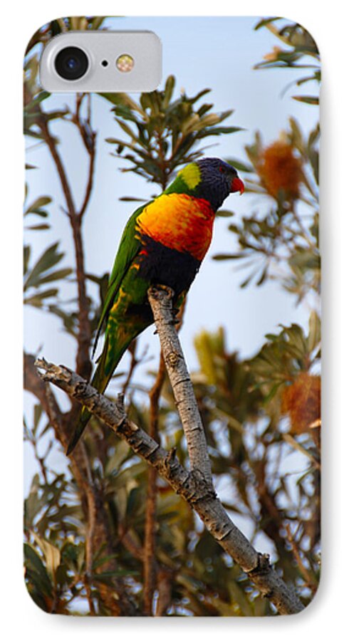 Wildlife iPhone 7 Case featuring the painting Rainbow Loreket by Glen Johnson
