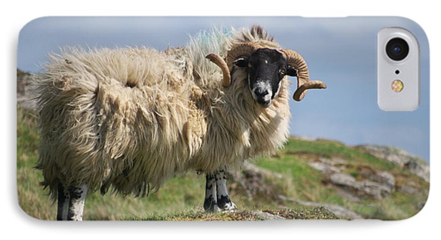 Ram iPhone 7 Case featuring the photograph Ram by Juergen Klust