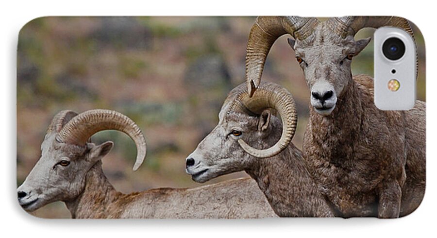 Bighorn Sheep iPhone 7 Case featuring the photograph Rams In Three by Athena Mckinzie