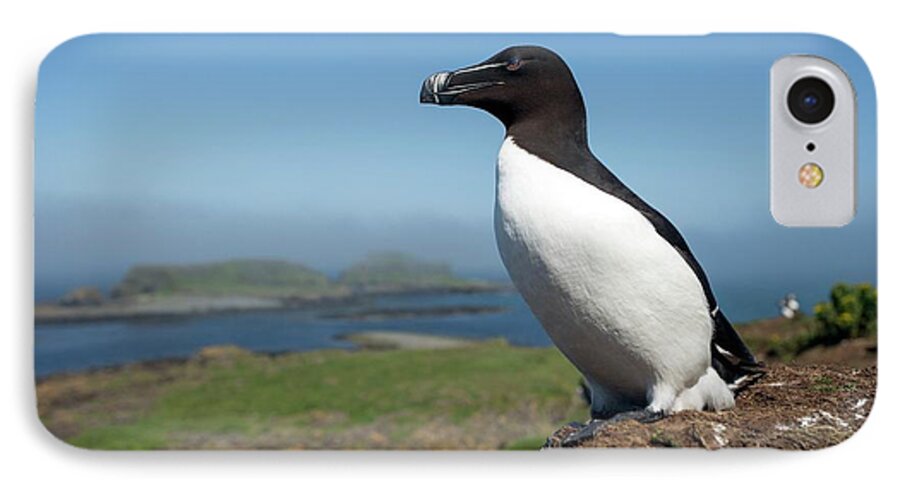 Animal iPhone 7 Case featuring the photograph Razorbill On A Coastal Ledge by Simon Booth