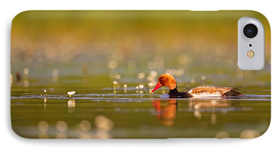 2013 iPhone 7 Case featuring the photograph Red-crested Pochard by Jean-Luc Baron