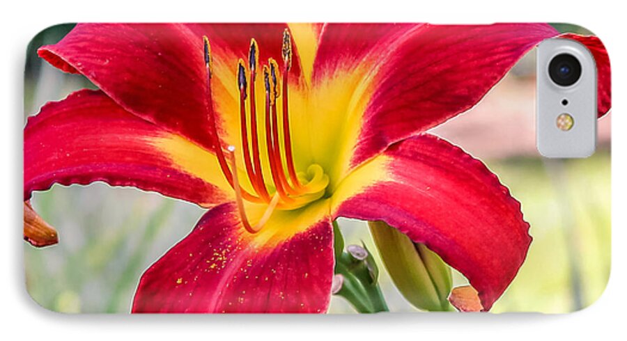 Red iPhone 7 Case featuring the photograph Red Daylily by Traveler's Pics
