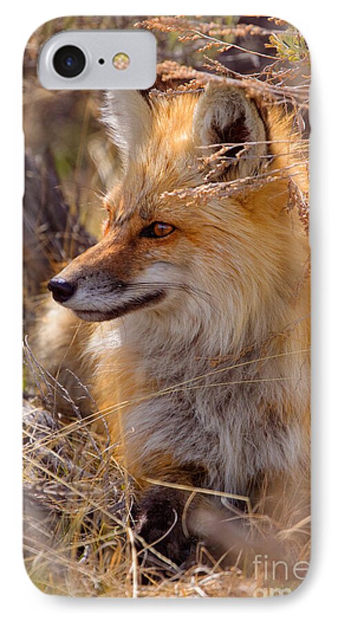 Red Fox iPhone 7 Case featuring the photograph Red Fox at Rest by Aaron Whittemore