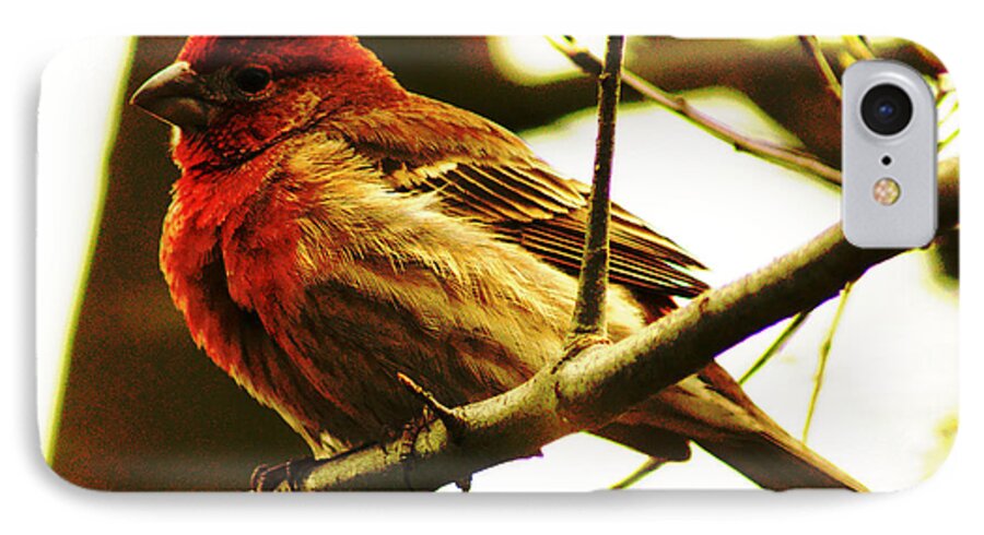 Photograph iPhone 7 Case featuring the photograph Red Headed House Finch by M Three Photos