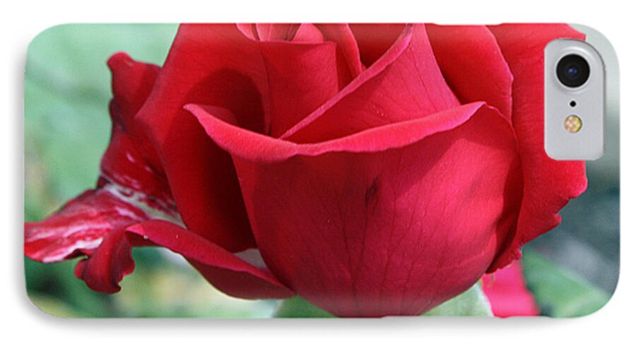 Rose iPhone 7 Case featuring the photograph Red Perfection by Ellen Tully