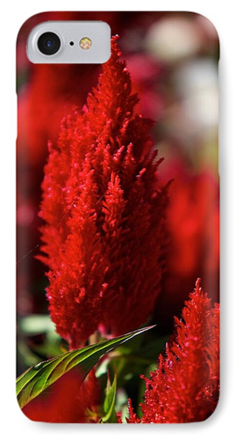 Red iPhone 7 Case featuring the photograph Red plant by Prince Andre Faubert