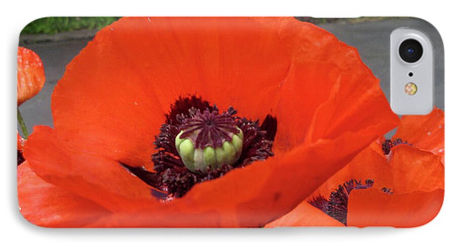 Red Poppy iPhone 7 Case featuring the photograph Red Poppy by Barbara A Griffin