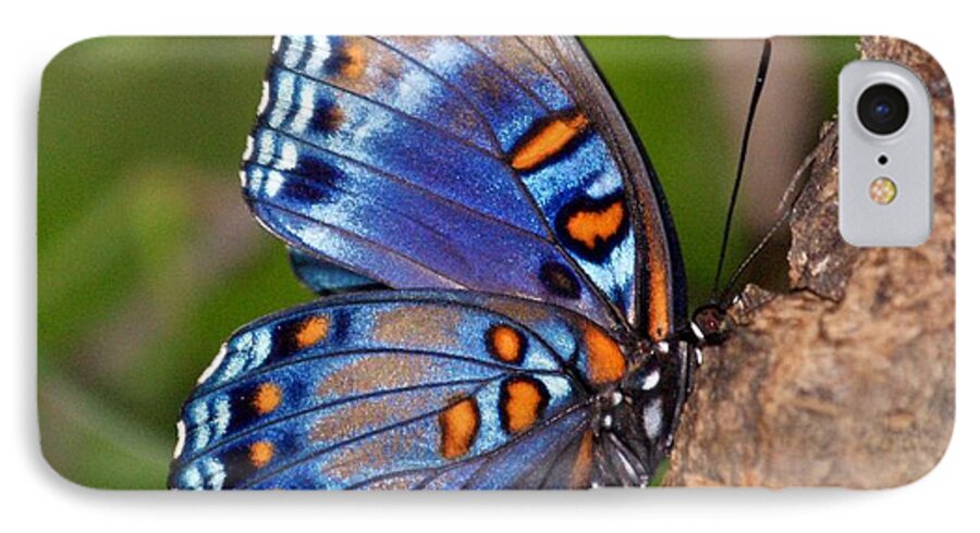 Butterfly iPhone 7 Case featuring the photograph Red Spotted Purple Butterfly by Sandy Keeton