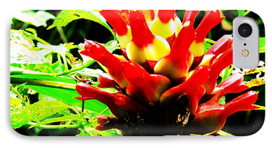 Flowers iPhone 7 Case featuring the photograph Red Torch Ginger Flower One by Tina M Wenger