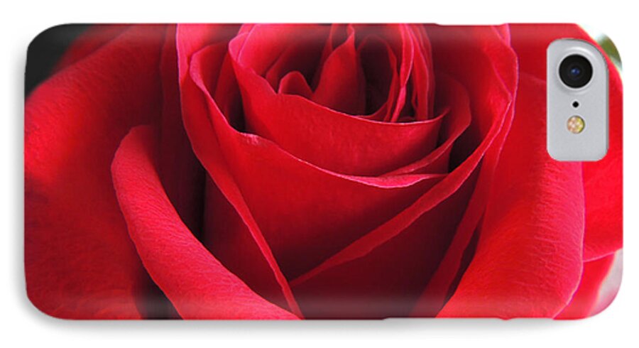 Red Rose iPhone 7 Case featuring the photograph Red Velvet by Kristine Widney