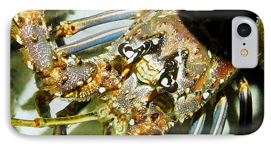 Nature iPhone 7 Case featuring the photograph Reef Lobster Close Up Spotlight by Amy McDaniel