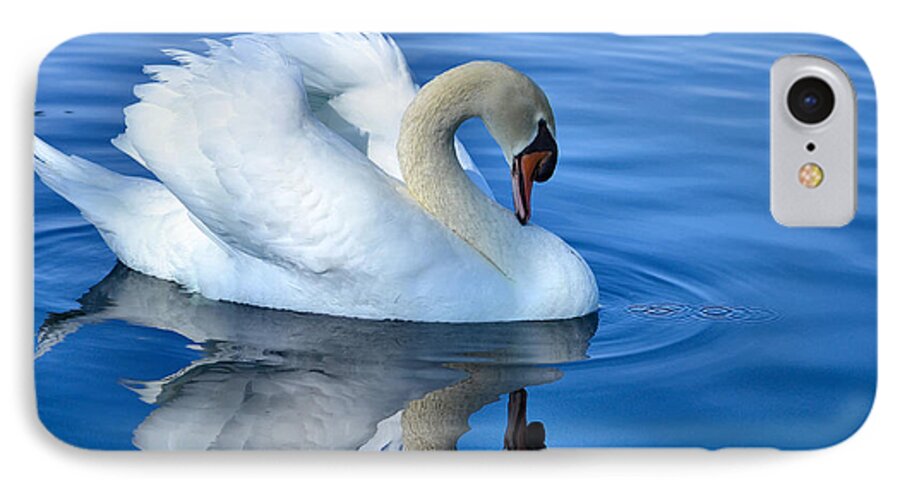 White Swan iPhone 7 Case featuring the photograph Reflecting by Deb Halloran