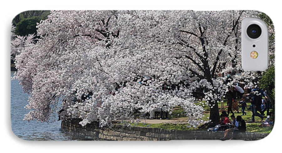 Cherry Blossoms iPhone 7 Case featuring the photograph River Side by Nona Kumah