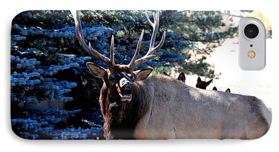 Colorado iPhone 7 Case featuring the photograph Rocky Mountain Elk - Flehmen Response by Marilyn Burton
