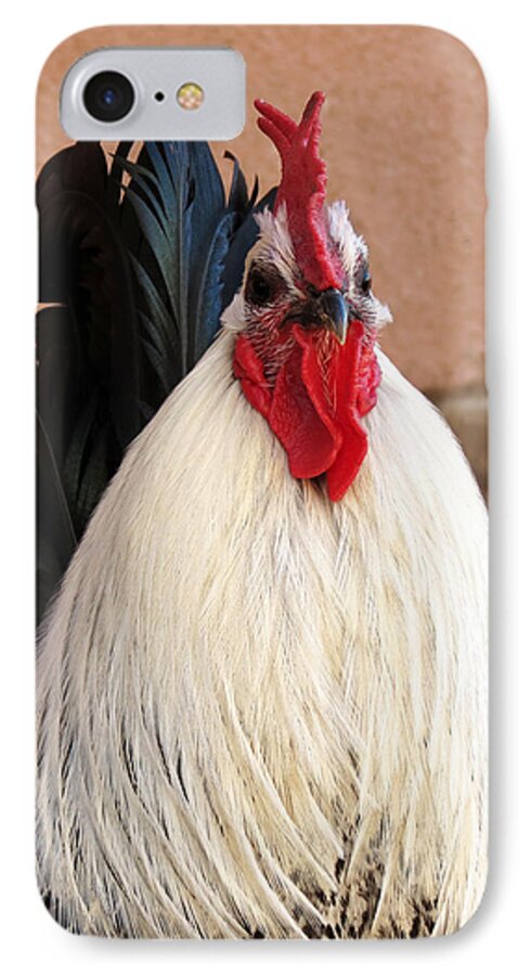 Rooster iPhone 7 Case featuring the photograph Rooster by Laurel Powell