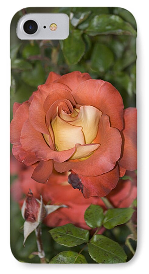 Flower iPhone 7 Case featuring the photograph Rose 6 by Andy Shomock