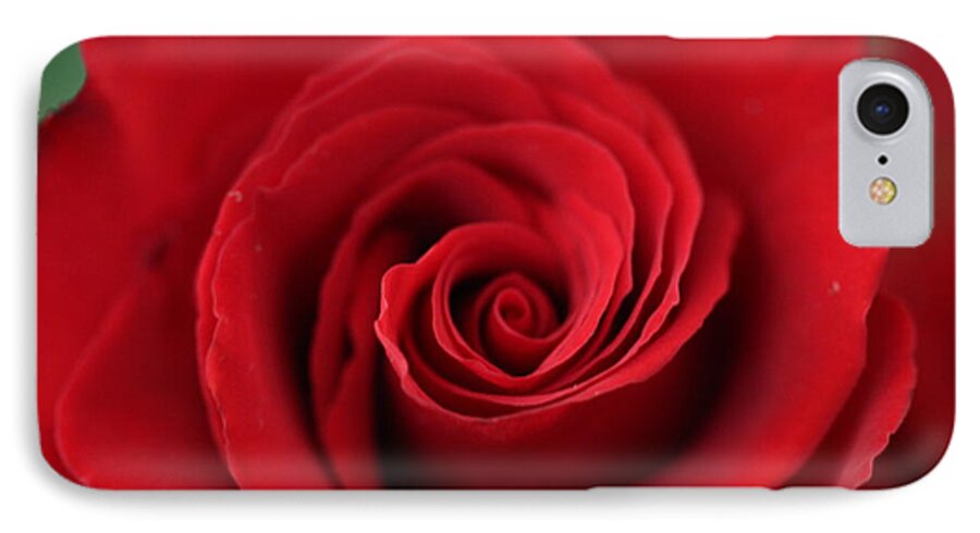 Rose iPhone 7 Case featuring the photograph Roses are red by Denise Cicchella