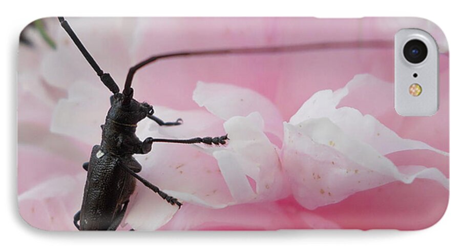 Bug iPhone 7 Case featuring the photograph Rosey Antenna Reception by Kent Lorentzen
