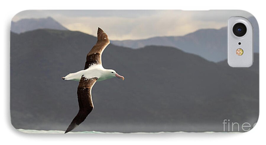 Behavior iPhone 7 Case featuring the photograph Royal Albatross Flying Among Mountains by Max Allen