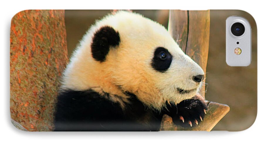 Panda iPhone 7 Case featuring the photograph San Diego Zoo Panda Bear Xiao Liwu by Tap On Photo