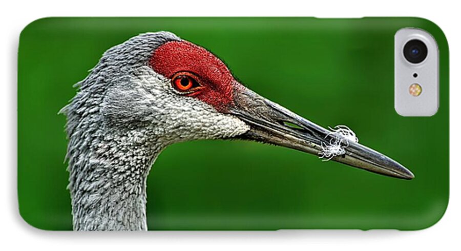 Sandhill iPhone 7 Case featuring the photograph Sandhill Crane by Jeff S PhotoArt