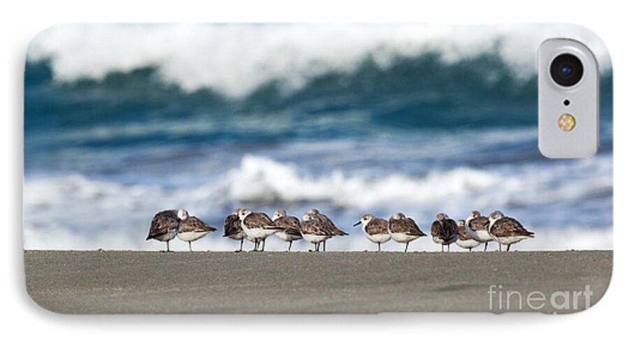 Sandpipers Keeping Warm On A Very Cold Day iPhone 7 Case featuring the photograph Sandpipers Keeping Warm on a Very Cold Day at the Beach by Michelle Constantine