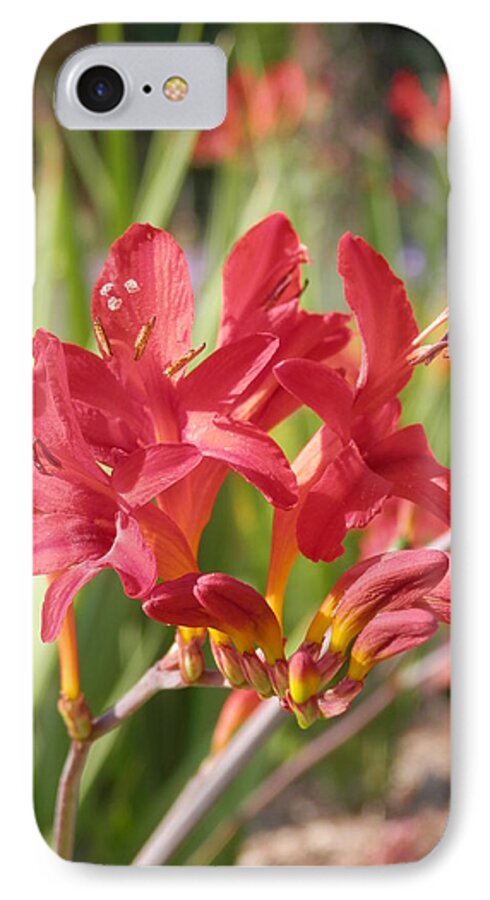 Red Flower iPhone 7 Case featuring the photograph Scarlet Beauty 1 by Pema Hou