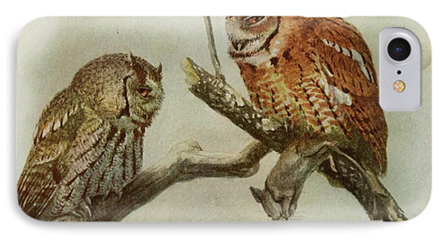 Screech Owls iPhone 7 Case featuring the painting Screech Owls by Dreyer Wildlife Print Collections 