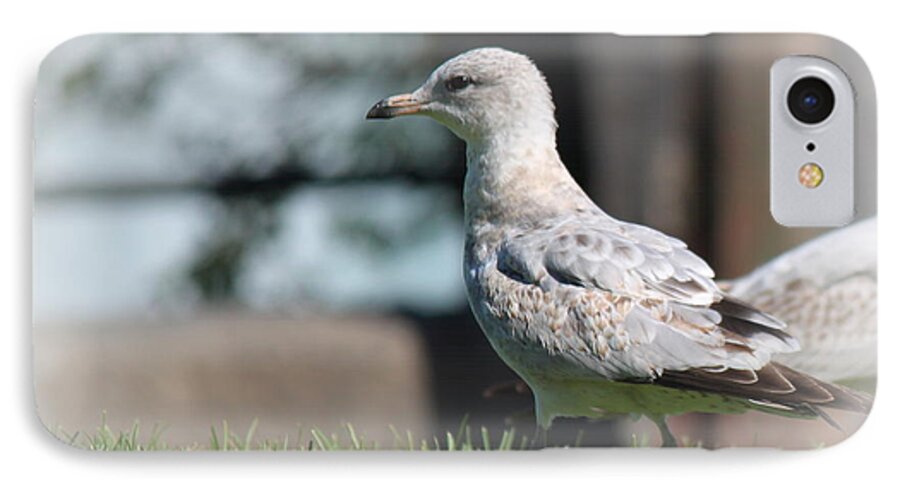 Seagulls iPhone 7 Case featuring the photograph Seagulls 1 by Jennifer E Doll