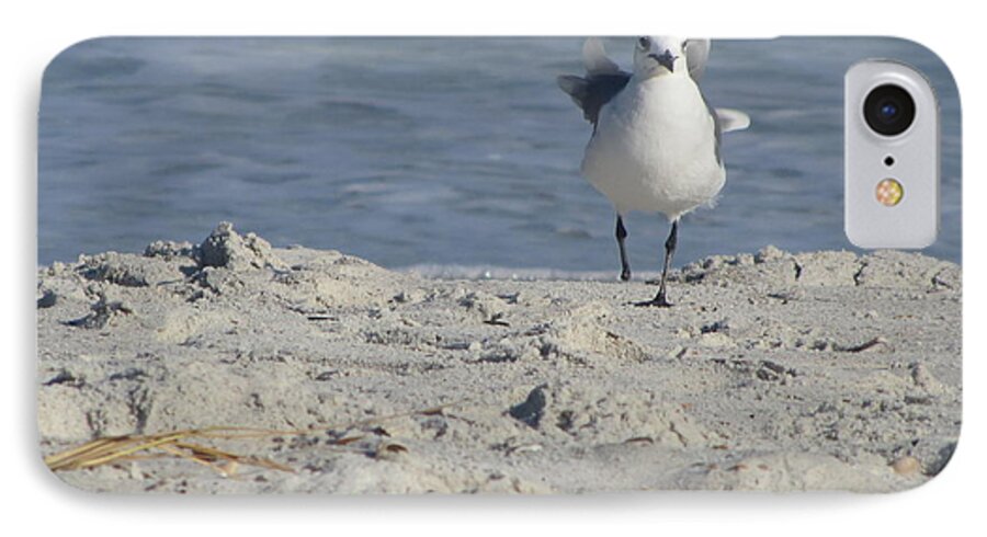 Sea Gull iPhone 7 Case featuring the photograph Seagulls at Fernandina 4 by Cathy Lindsey