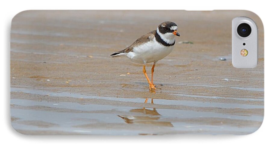 Birds iPhone 7 Case featuring the photograph Semipalmated Plover by James Petersen