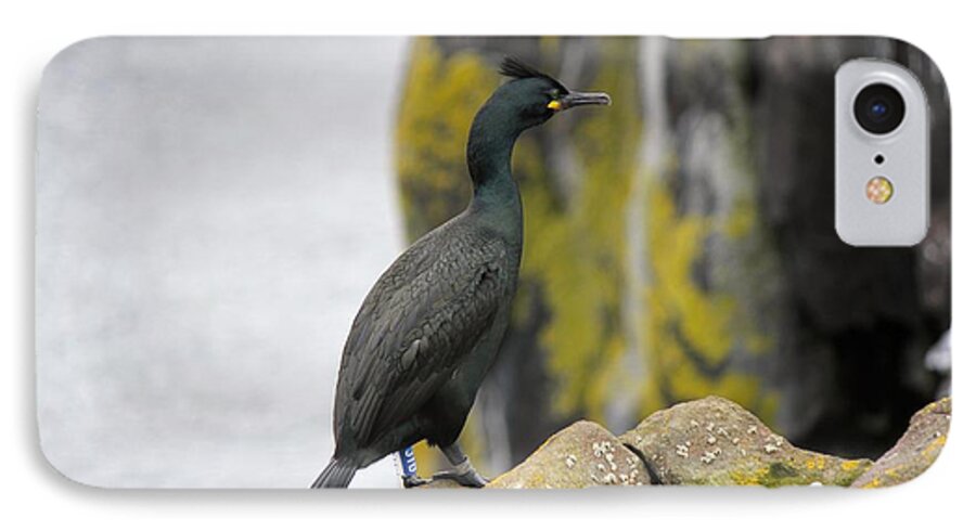 Bird iPhone 7 Case featuring the photograph Shag by David Grant