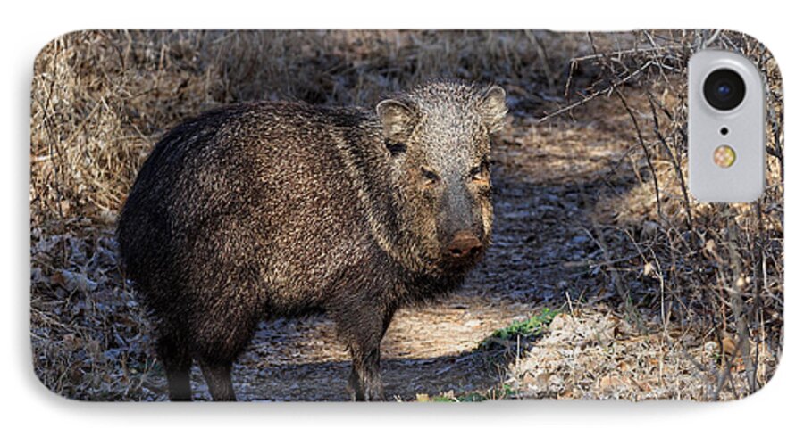 Javelinas iPhone 7 Case featuring the photograph Sharing the Trail by Kathleen Bishop