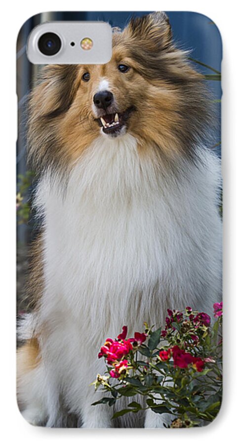 Dog iPhone 7 Case featuring the photograph Sheltie by Bill Linhares