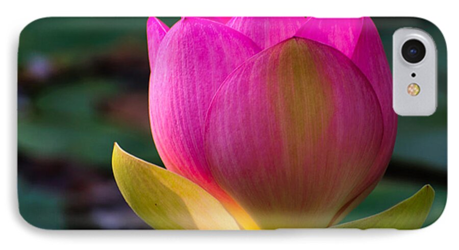 Water Lily iPhone 7 Case featuring the photograph Single blossum by John Johnson