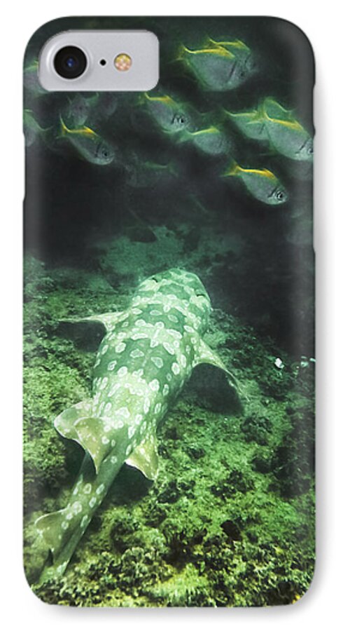 Fish iPhone 7 Case featuring the photograph Sleeping wobbegong and school of fish by Miroslava Jurcik