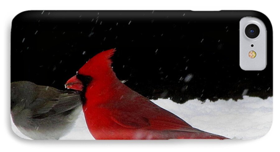 Snow Birds Of North America Snow Finch And Cardinal Red Birds Winter Birds Of The Chesapeake Bay Region Winter Song Birds Winter Wildlife Images Bird Prints Little Gray Bird In The Snow iPhone 7 Case featuring the photograph Snow Birds by Joshua Bales