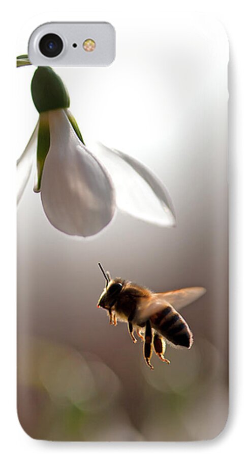 Snowdrops And The Bee iPhone 7 Case featuring the photograph Snowdrops and the bee by Torbjorn Swenelius