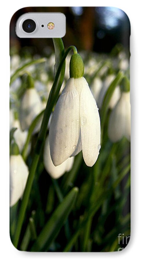 Snowdrops iPhone 7 Case featuring the photograph Snowdrops by Nina Ficur Feenan